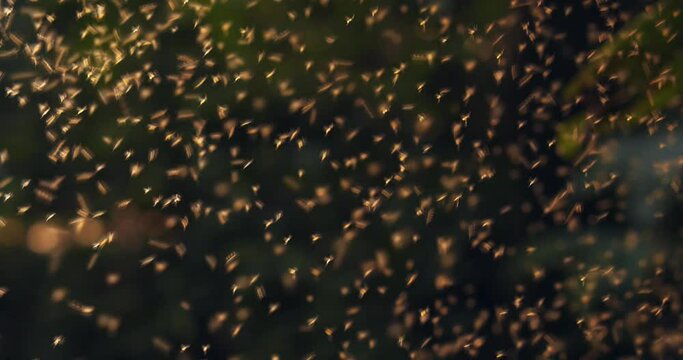 Against light Swarm of flying Lutzomyia mosquitos, these cause Leishmaniasis 