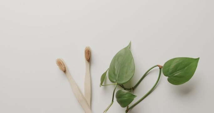 Close up of two toothbrushes and plant on white background with copy space