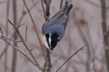 Red-breasted Nuthatch on a Branch