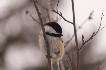 Black-capped Chickadee on a Branch