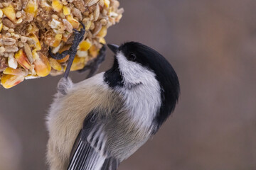 Black-capped Chickadee on a Bird Feeder 