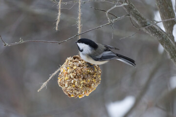 Black-capped Chickadee on a Bird Feeder 