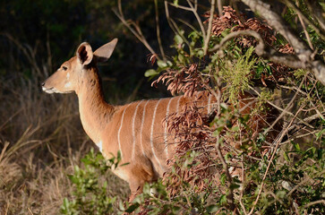 A female kudu in the bushes at Kruger National Park, South Africa