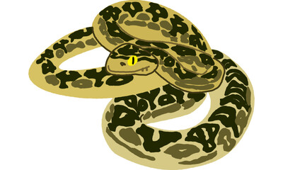 世界自然遺産の島の生き物　ハブ　ソフト調