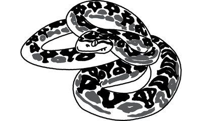 世界自然遺産の島の生き物　ハブ　線画