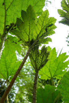 La nalca o pangue (Gunnera tinctoria) es una planta nativa, ornamental y comestible, que habita el sur de Chile. 