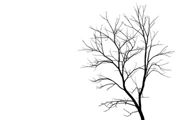 Image of a leafless tree in PNG file on transparent background.