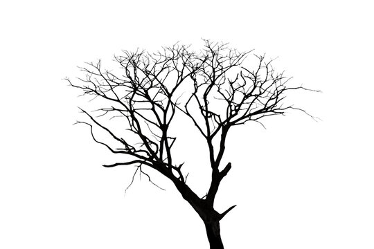 Image of a leafless tree in PNG file on transparent background.