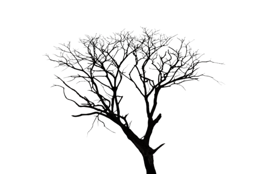 Image of a leafless tree in PNG file on transparent background.