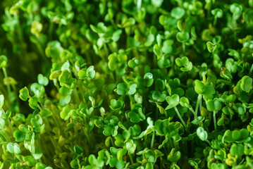 microgreen field