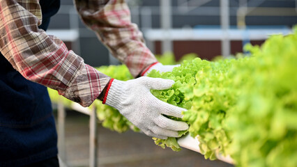 Cropped hands image of a farmer picking up or harvesting hydroponic fresh salad vegetables