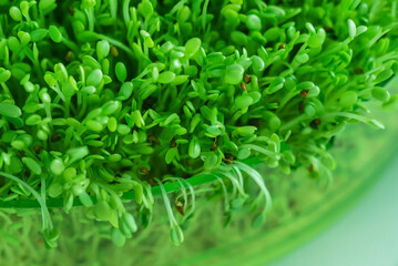 microgreen field