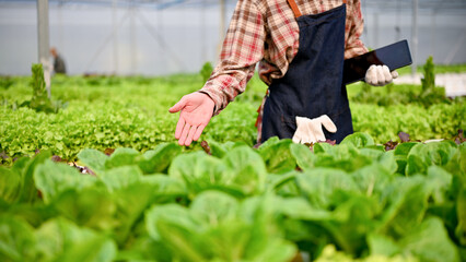 Cropped image of a male gardener or farmer working in the hydroponic greenhouse