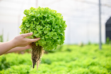 Beautiful fresh organic hydroponic salad vegetable or green oak lettuce in a woman's hands