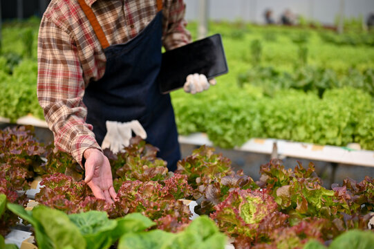 Cropped image of a male farmer examining the quality of hydroponic salad vegetables