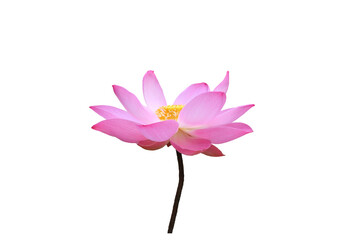 Close-up image of a red royal lotus flower in PNG file on transparent background.