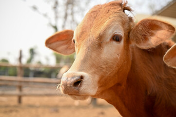 Close-up image of brown cow walking in the cowshed filed.