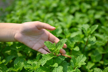 Close-up image of a hand touching mint leaf in the plantation. nature, agricultural