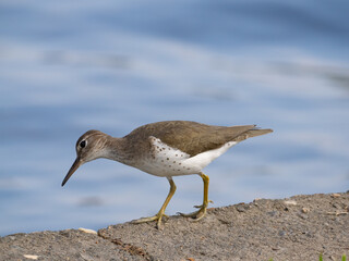 Spotted Sandpiper Peering Over the Edge of an Embankment with the Lake in the Background