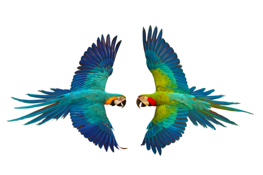 The encounter of the Macaw parrot on transparent background png file