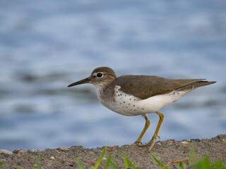 Spotted Sandpiper Photographed in Profile on an Embankment with Water in the Background