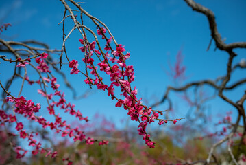 青空を背景にした梅の花