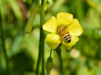 nature up close