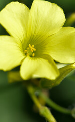 Macro Nature photography