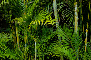 Obraz na płótnie Canvas Palm plant foliage backgorund