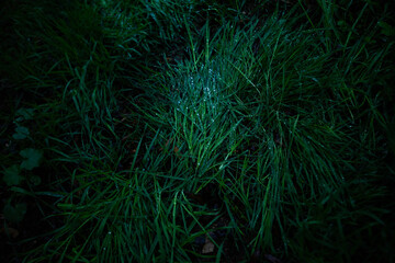 dewy grass
