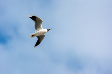 Gaviota cáhuil (Chroicocephalus maculipennis)