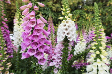 Obraz premium Close up of blooming foxglove flowers. Floral background of colorful foxglove or ladyglove flowers blooming beautifully in the garden on natural green background and selective focus.