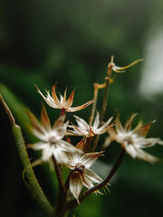 close up of a flower 
