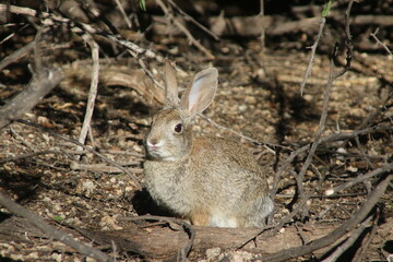 rabbit in the woods
