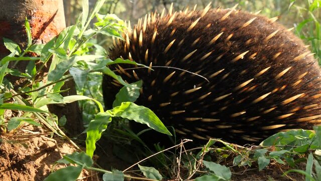 Australian echidna monotreme animal in long grass searching for termites