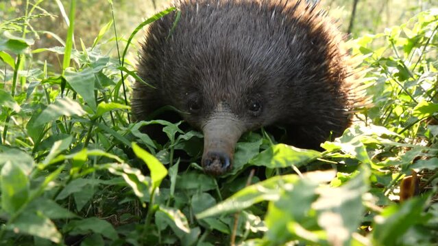 Australian echidna monotreme animal in long grass searching for termites