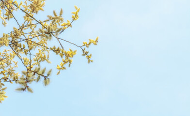Background with willow branches in spring and blue sky