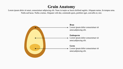 Illustration concept of grain anatomy.