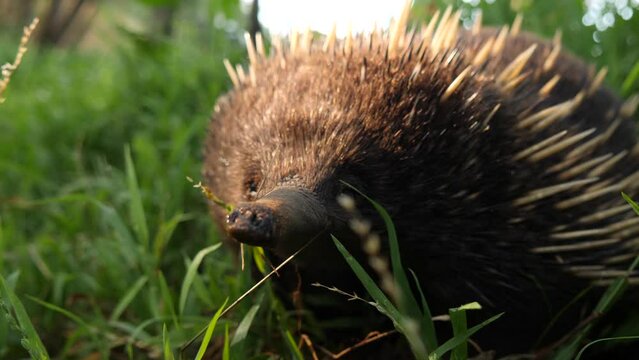 Australian echidna monotreme animal in long grass searching for termites