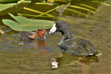 American Coot hen feeding her new chick.