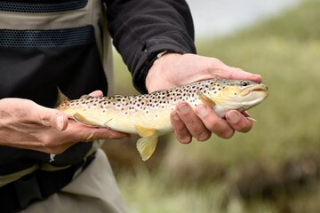 Brown Trout held in man's hand, caught by fly fisherman, just before being released. Caught in Wyoming.  Green grass and water in background.