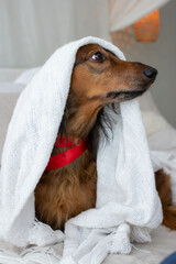 Red long haired dachshund with red lace under white blanket on sofa