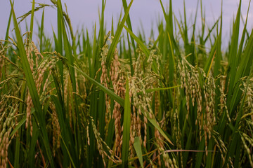 Fresh growing rice plants in farmer's field on green background in morning light