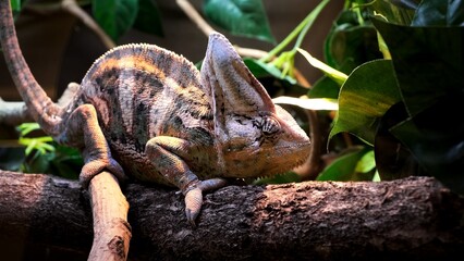 Yemeni chameleon is sitting on the tree branch in a zoo park and moving eye looking around. Animal in terrarium. Closeup. Chamaeleo calyptratus. Exotic fauna. Disguise of a chameleon in brown colors © Hanna