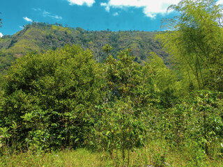 Cafetales de San Agustín: Un Lienzo de Verdes entre las Paredes del Cañón
