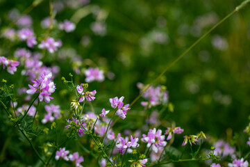 Securigera varia flower growing in forest, close up	