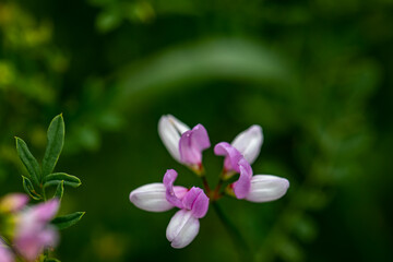Securigera varia flower growing in forest, close up	