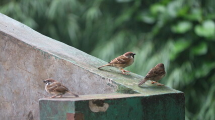 sparrow on a fence