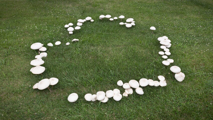 Large mushrooms growing in a heart shaped fairy ring pattern on a summer day with a green grass and...