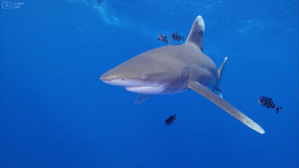 Fototapeta premium Nature ocean sea sharks dolphins sea turtles and the underwater world in all its glory